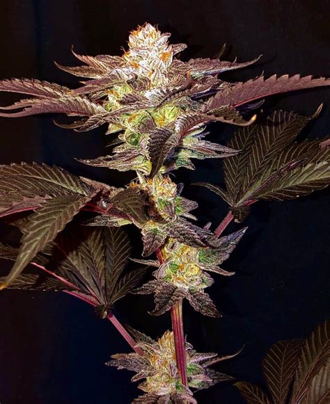 Grown to be something completely different, <b>Project</b> <b>4516</b> is the result of a happy accident in crossing strains during the grow process. . Project 4516 genetics